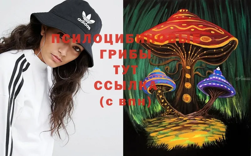 Псилоцибиновые грибы Cubensis  Бавлы 